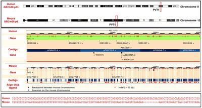 Oncogenic Role of PVT1 and Therapeutic Implications